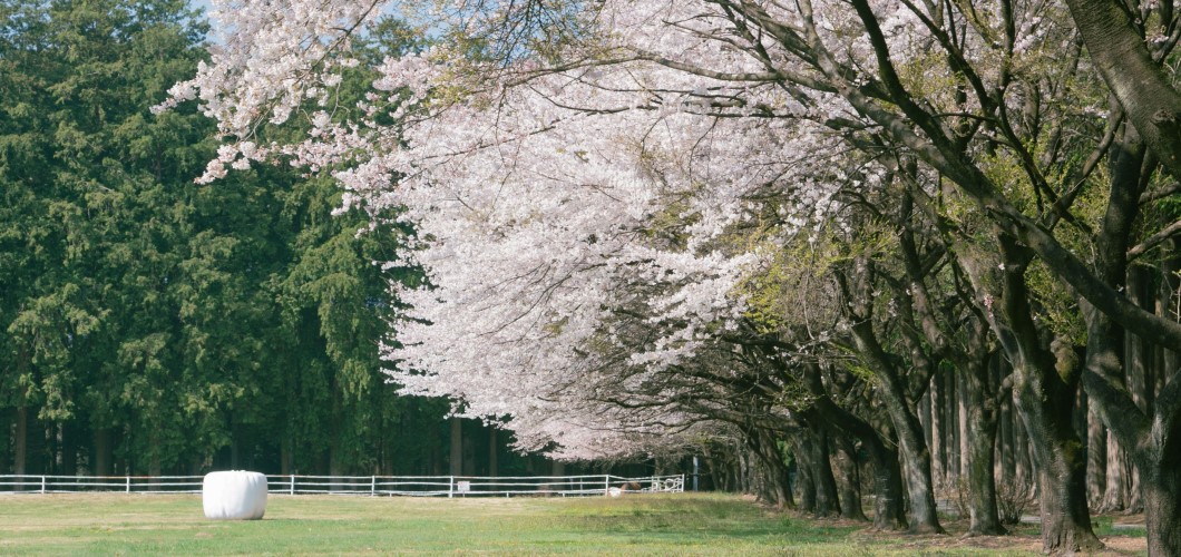 千本松牧場桜並木